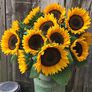 ProCut Horizon, (F1) Sunflower Seeds - Packet thumbnail number null